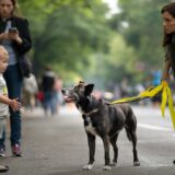 “Ik dacht dat het decoratie was”, maar het gele lint aan een hondenriem blijkt een belangrijk signaal dat je absoluut moet respecteren